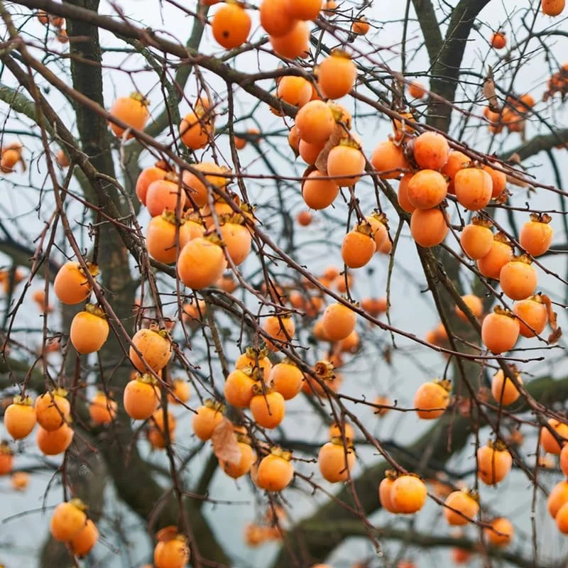 2 Persimmon Trees Live Plants – 1-2 Ft Bareroots – Hardy Fruit Tree for Outdoor - Image 6