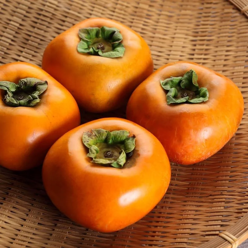 2 Persimmon Trees Live Plants – 1-2 Ft Bareroots – Hardy Fruit Tree for Outdoor - Image 7