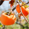 2 Persimmon Trees Live Plants – 1-2 Ft Bareroots – Hardy Fruit Tree for Outdoor - Image 1