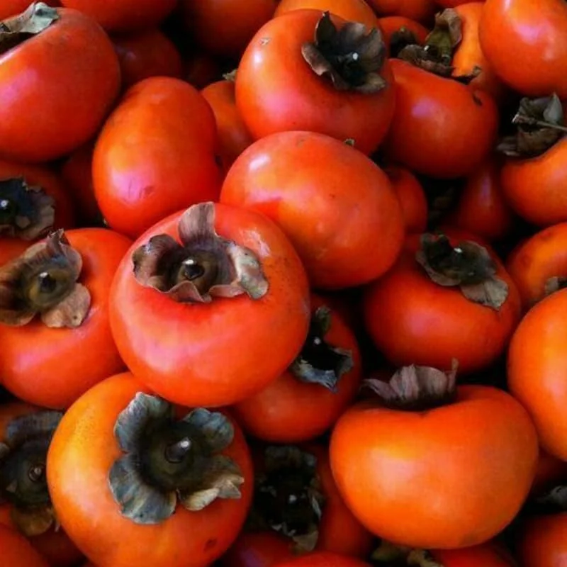 2 Persimmon Trees Live Plants 1-2 Ft Tall Bare Root Fruit Tree Outdoor Hardy - Image 2