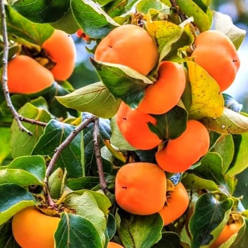 2 Persimmon Trees Live Plants 1-2 Ft Tall Bare Root Fruit Tree Outdoor Hardy - Image 1