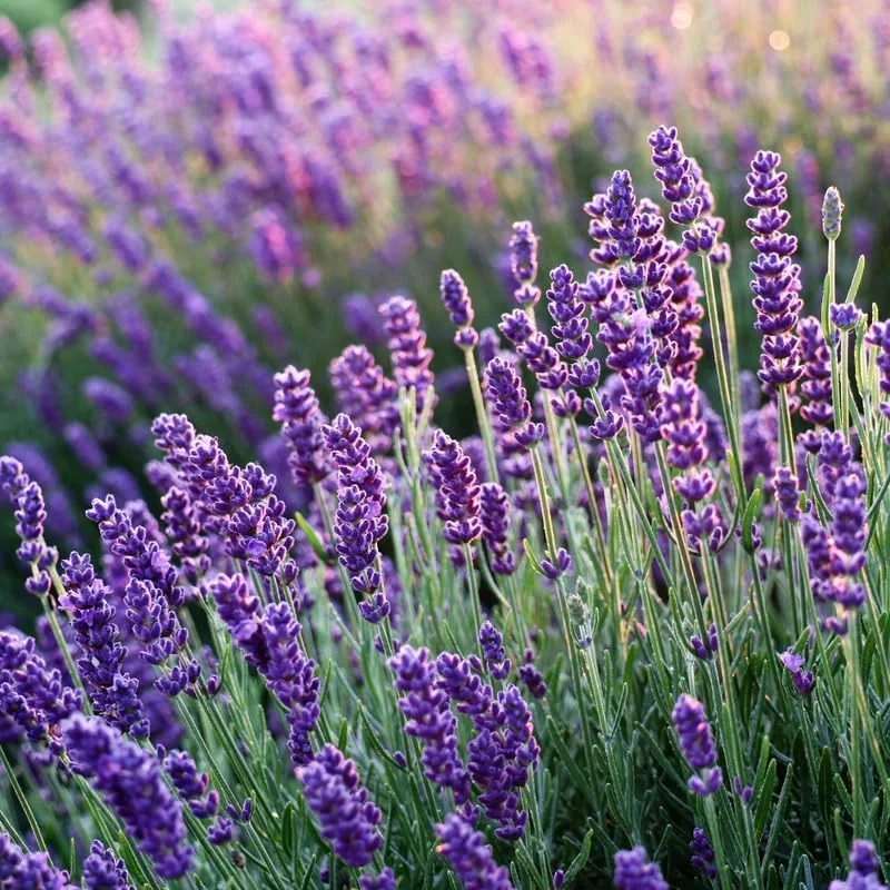 2 Phenomenal Lavender Live Plants - Hardy Fragrant Herb Garden, 5-7 inches - Image 3