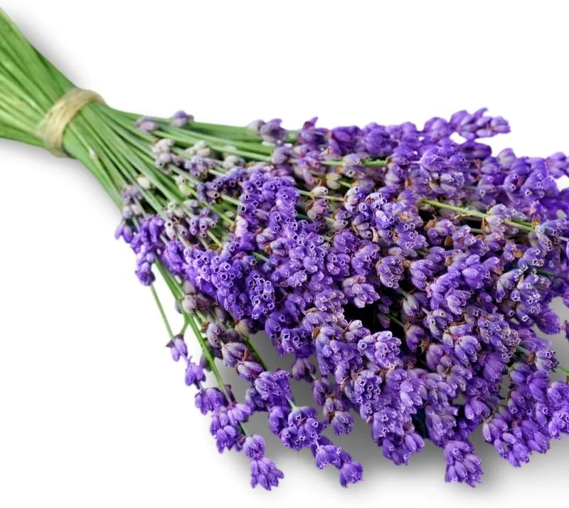 2 Phenomenal Lavender Live Plants - Hardy Fragrant Herb Garden, 5-7 inches - Image 4