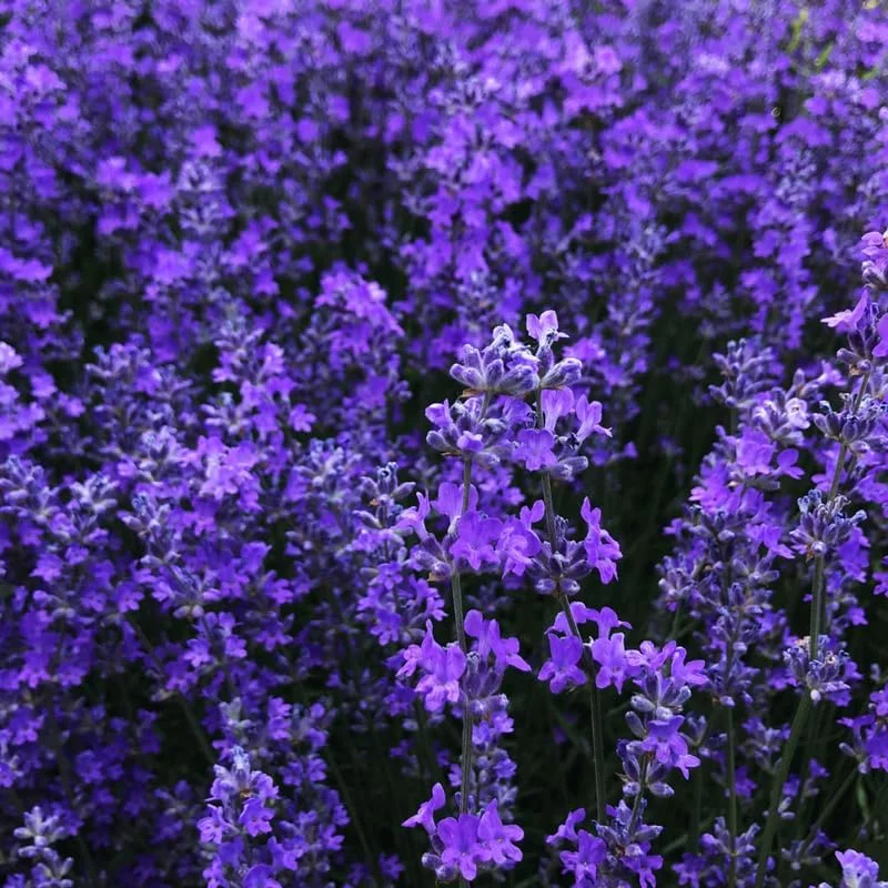 2 Phenomenal Lavender Live Plants - Hardy Fragrant Herb Garden, 5-7 inches - Image 5