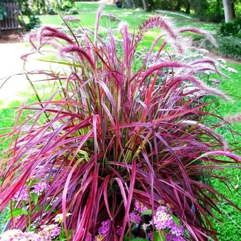 2 Purple Fountain Grass Live Plants, 5-9 Inch Tall, Ornamental Outdoor Grass - Image 1