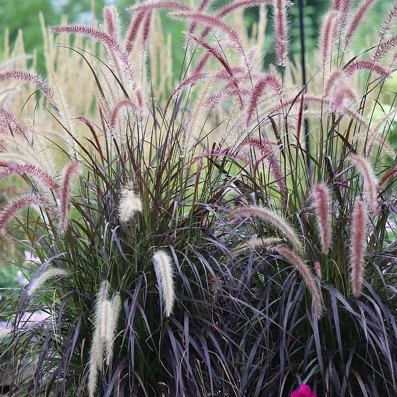 2 Purple Fountain Grass Live Plants, 5-9 Inch Tall, Ornamental Outdoor Grass - Image 2