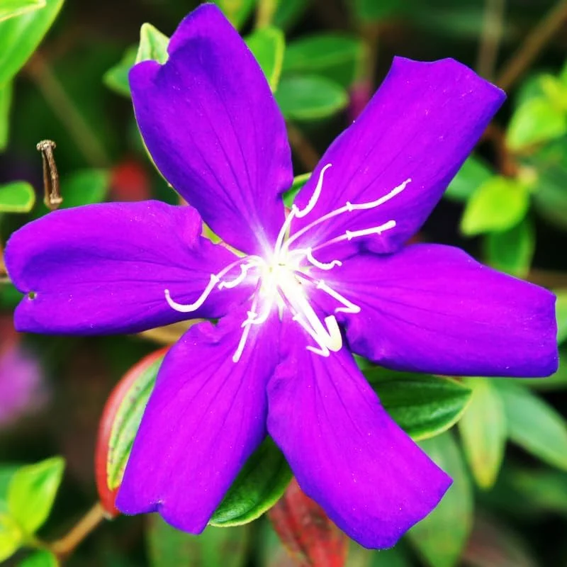 2 Purple Tibouchina Live Plants - Princess Flower, 5 to 8 Inch Tall - Image 2