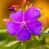 2 Purple Tibouchina Live Plants - Princess Flower, 5 to 8 Inch Tall - Image 1