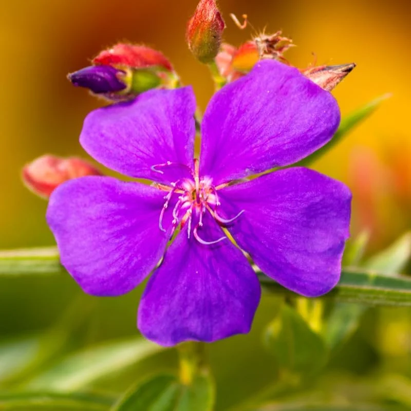 2 Purple Tibouchina Live Plants - Princess Flower, 5 to 8 Inch Tall - Image 1