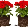 2 Red Geranium Plants Live, Live Geranium Plants, 5 to 6 Inches Tall, Geranium Flower Plant, Geranium Live Plants Garden - Image 1