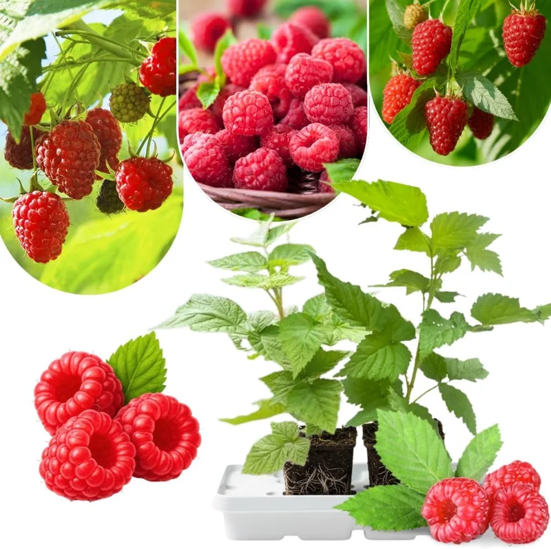 2 Red Thornless Raspberry Live Plants – Sweet Berry Bush, 4-8" Tall, Cold Hardy - Image 2