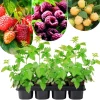 2 Red Thornless Raspberry Live Plants – Sweet Berry Bush, 4-8" Tall, Cold Hardy - Image 1