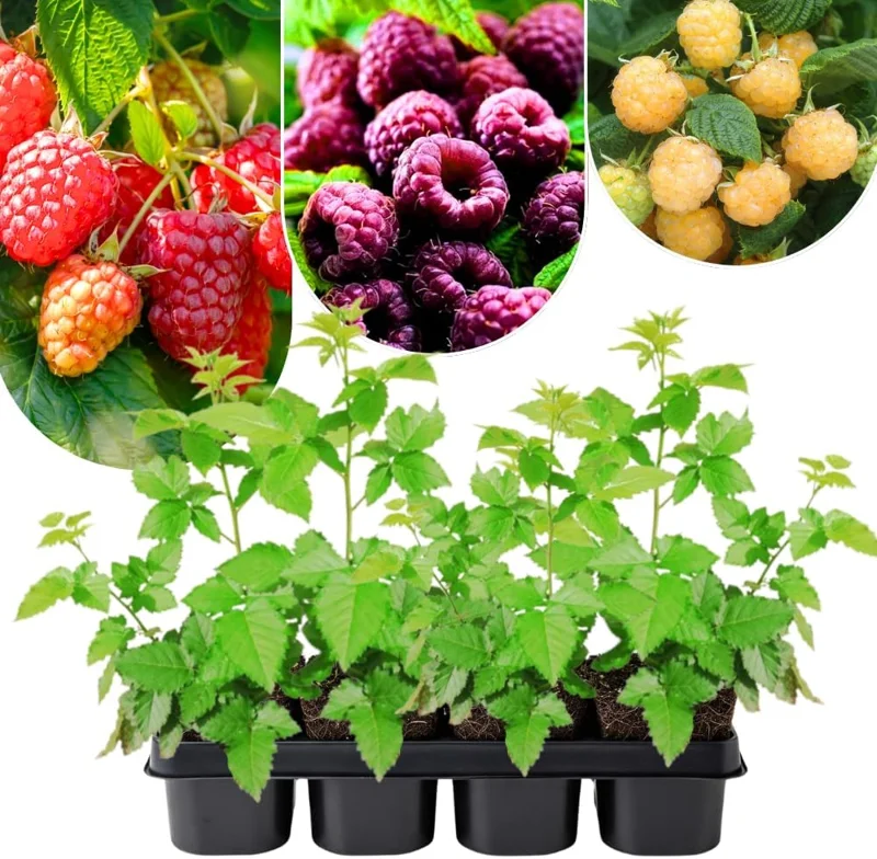 2 Red Thornless Raspberry Live Plants – Sweet Berry Bush, 4-8" Tall, Cold Hardy - Image 1