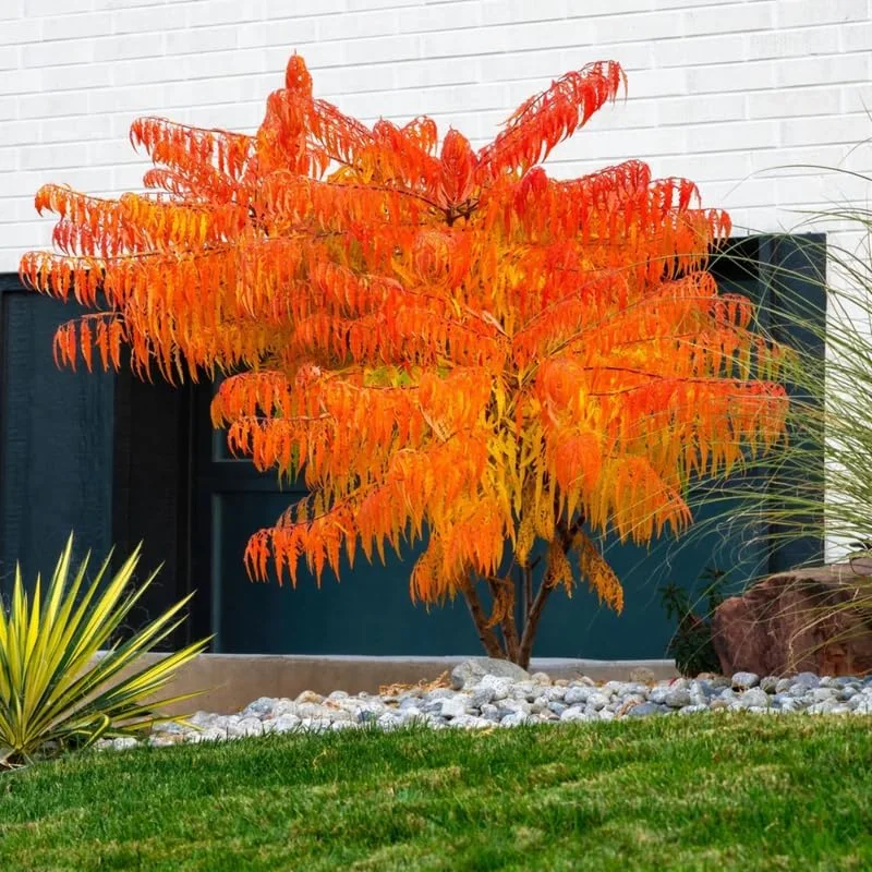 2 Smooth Sumac Live Bare Root Trees, Dormant, 1-2 Ft Tall, Hardy Shrub - Image 2