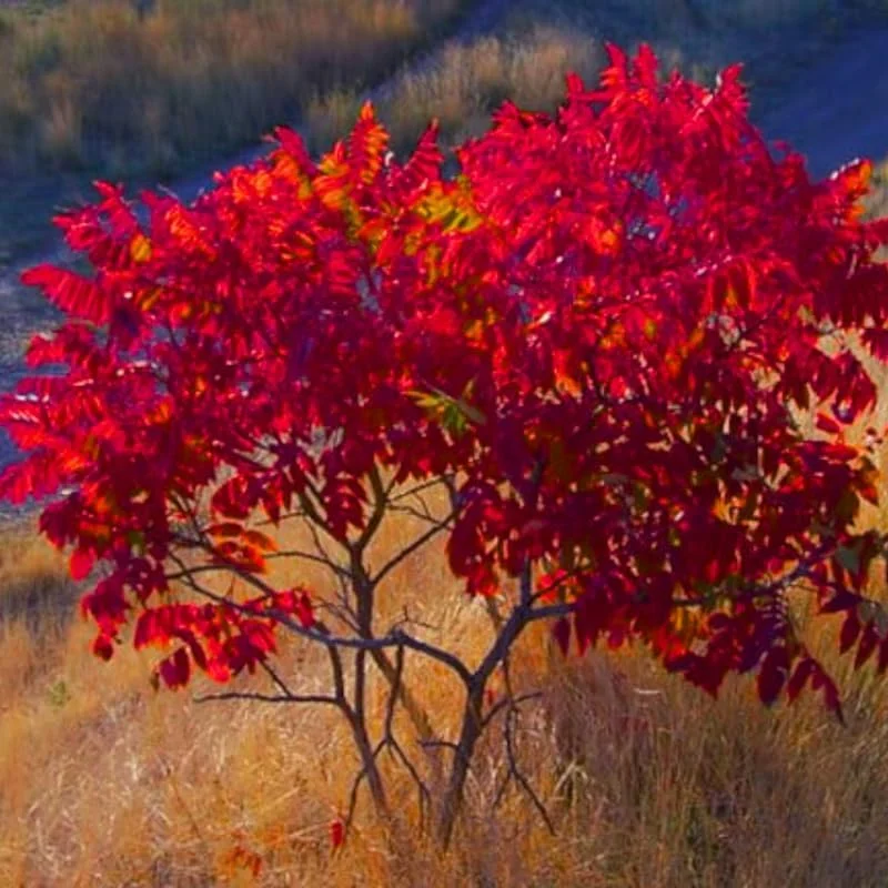 2 Smooth Sumac Live Bare Root Trees, Dormant, 1-2 Ft Tall, Hardy Shrub - Image 1