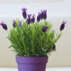 2 Spanish Lavender Live Plants – Hardy Fragrant Herb, 5-7 inches, Full Sun - Image 1