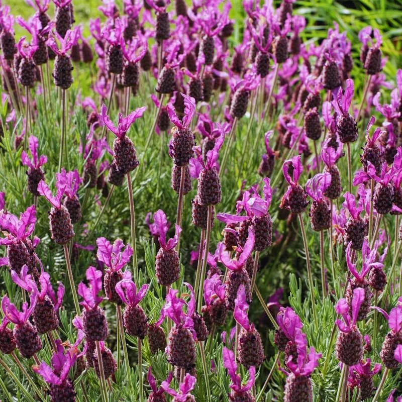 2 Spanish Lavender Live Plants – Hardy Fragrant Herb, 5-7 inches, Full Sun - Image 2