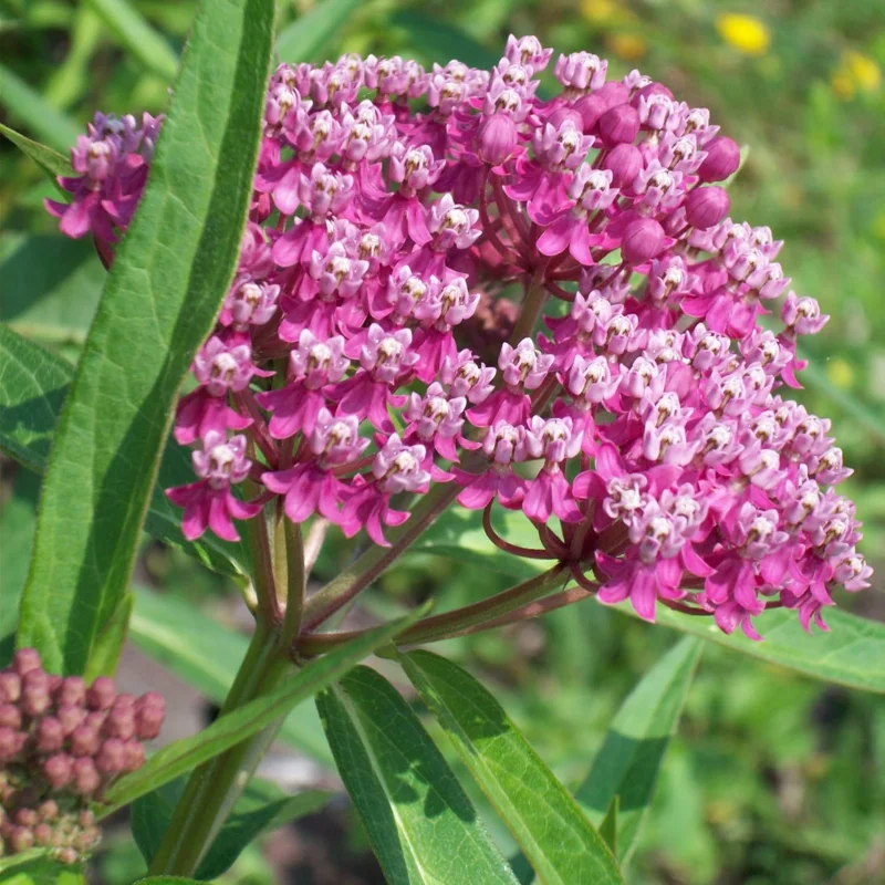 2 Swamp Milkweed Plants Live - Pink Flower Bareroots - 4 Inches - Outdoor - Image 1