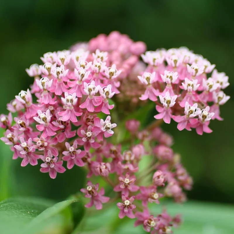2 Swamp Milkweed Plants Live - Pink Flower Bareroots - 4 Inches - Outdoor - Image 2