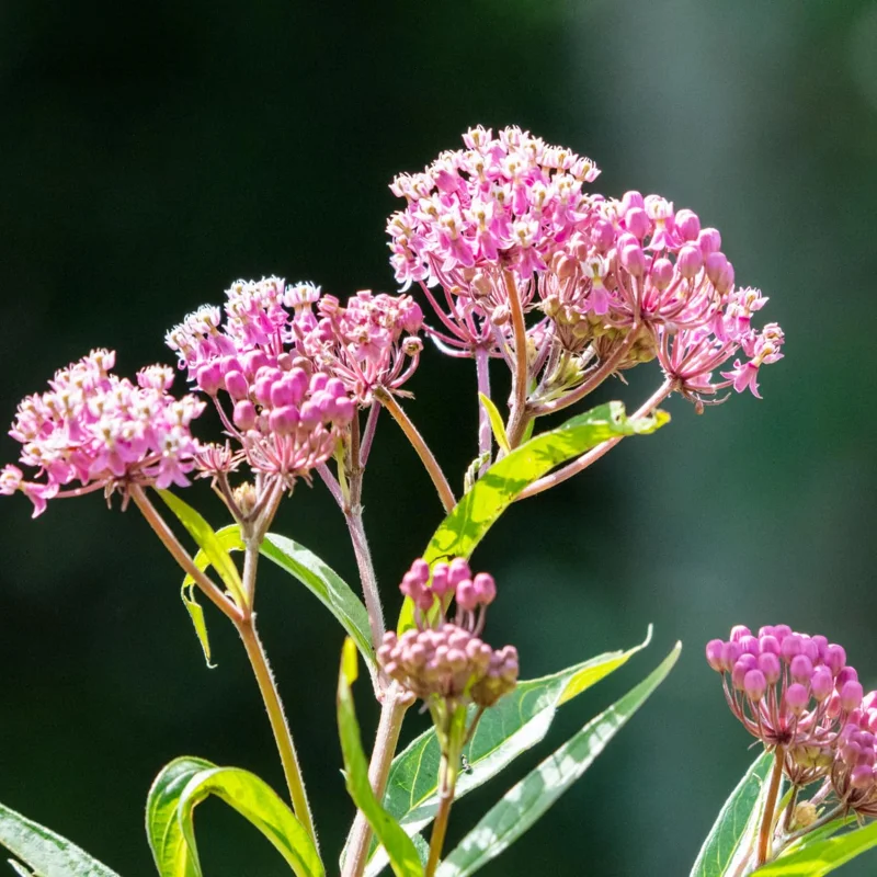 2 Swamp Milkweed Plants Live - Pink Flower Bareroots - 4 Inches - Outdoor - Image 3