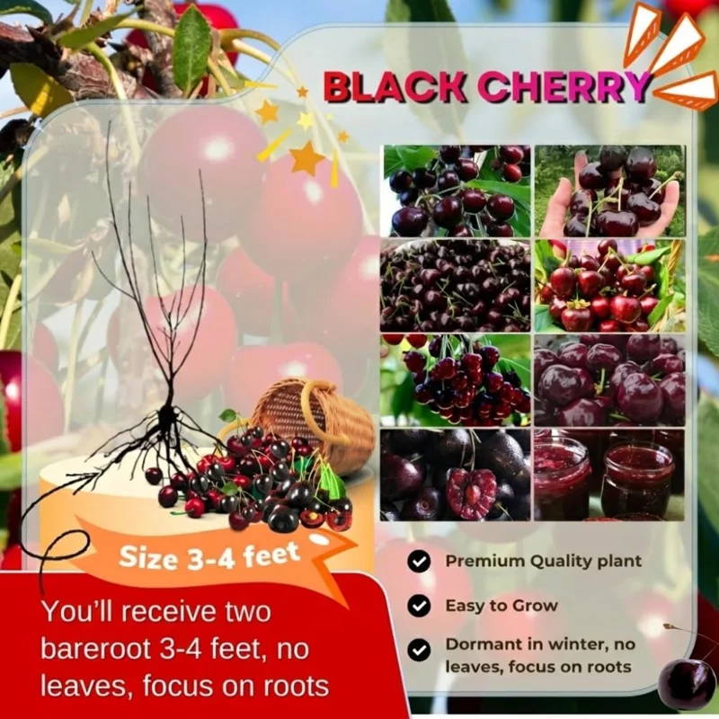 2 Sweet Cherry Trees Live Plants, 3-4 Ft Tall Bareroot, Dark Black Cherry Fruit - Image 3