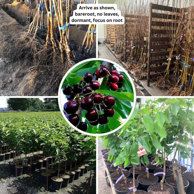2 Sweet Cherry Trees Live Plants, 3-4 Ft Tall Bareroot, Dark Black Cherry Fruit - Image 5