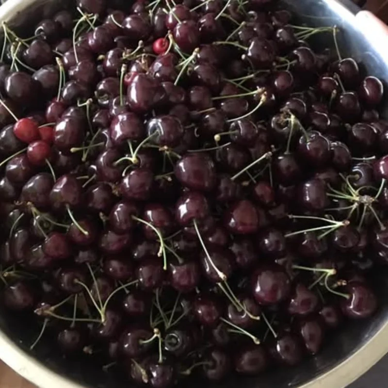 2 Sweet Cherry Trees Live Plants, 3-4 Ft Tall Bareroot, Dark Black Cherry Fruit - Image 8