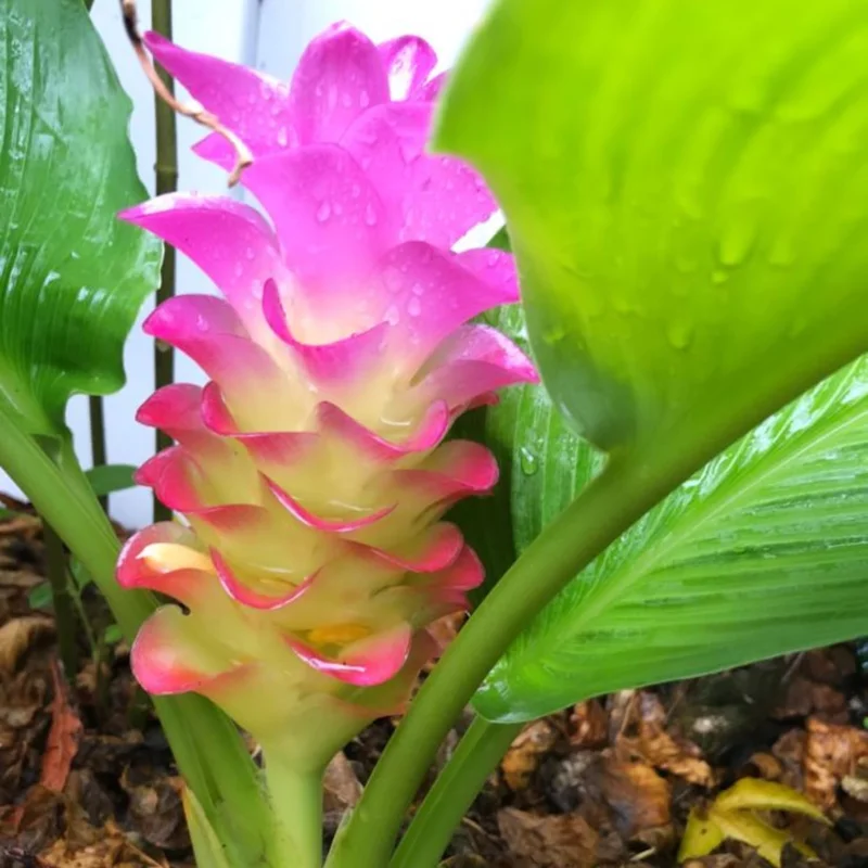 2 Turmeric Ginger Live Plants 5-9 Inch Tall - Curcuma for Planting - Image 2