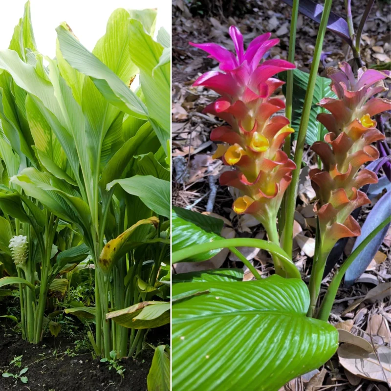 2 Turmeric Ginger Live Plants 5-9 Inch Tall - Curcuma for Planting - Image 1