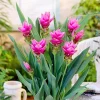 2 Turmeric Live Plants 4-8 Inches Tall - Curcuma Ornamental Flowers Indoor Outdoor - Image 1
