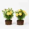 2 Yellow Mandevilla Live Plants – Flowering Vine for Garden & Patio - Image 1