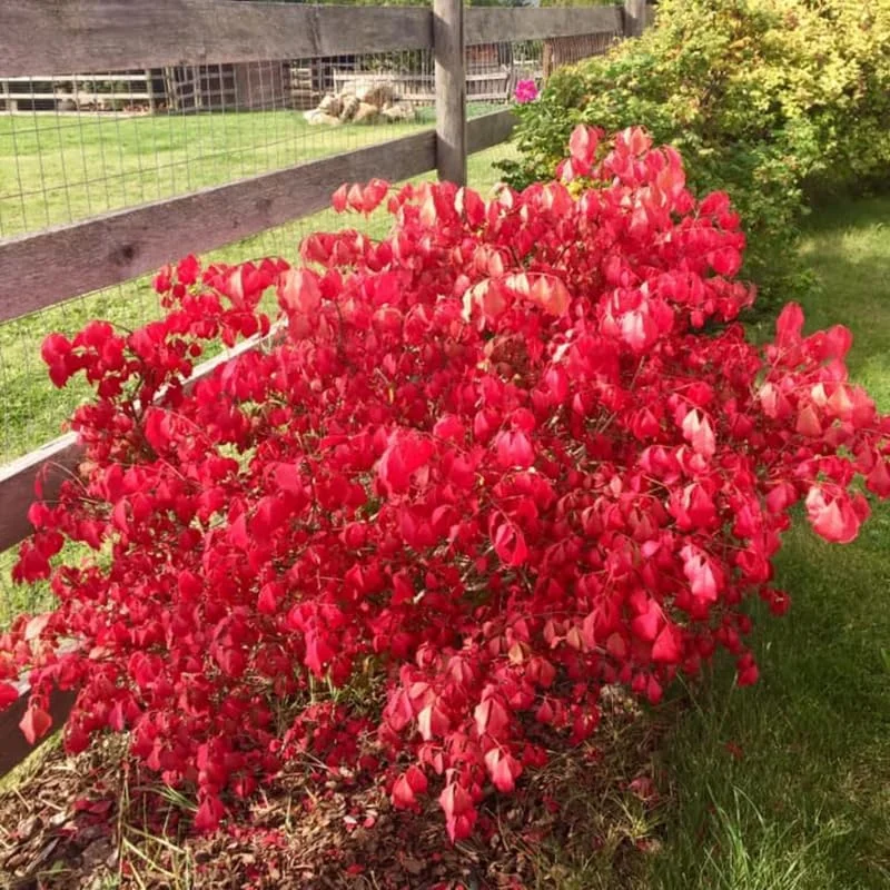 20 Dwarf Burning Bush Bareroot Live Plants - Red Hardy Outdoor Shrub - Image 3