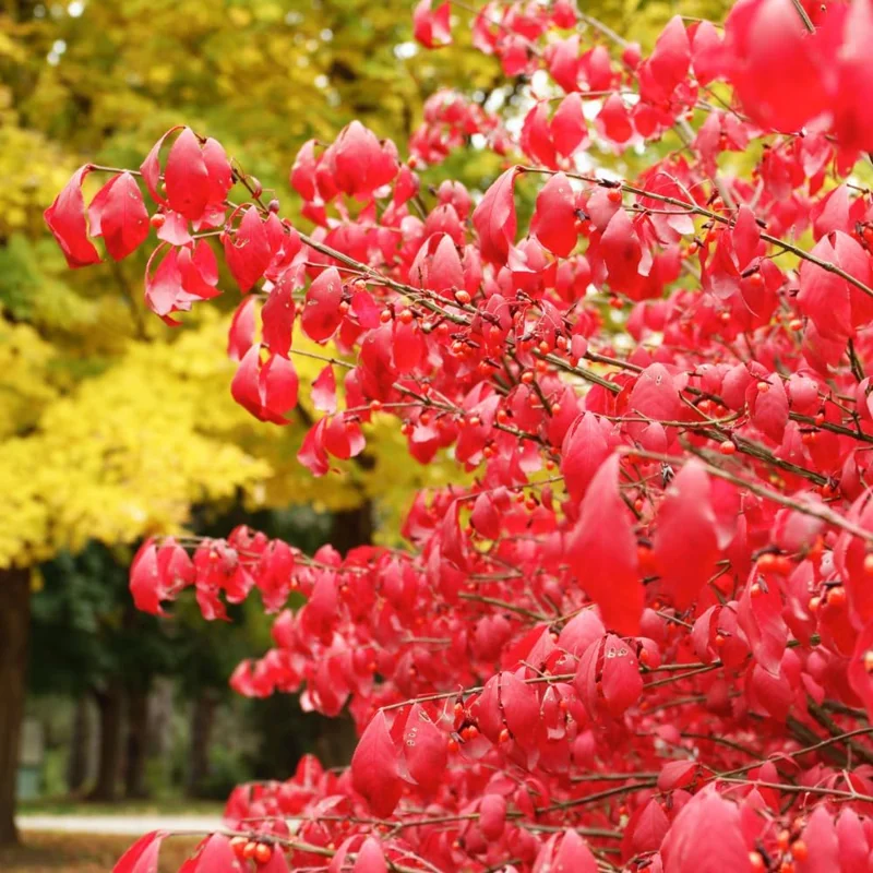 20 Dwarf Burning Bush Bareroot Live Plants - Red Hardy Outdoor Shrub - Image 6