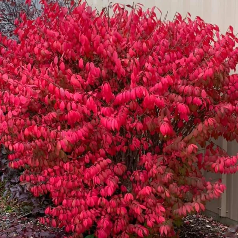 20 Dwarf Burning Bush Bareroot Live Plants - Red Hardy Outdoor Shrub - Image 1