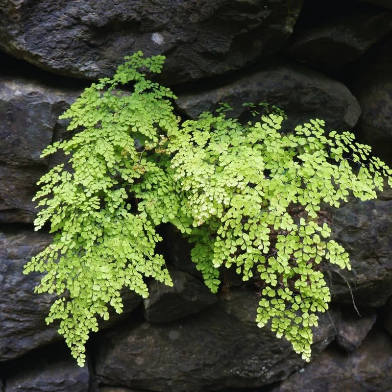 20 Maidenhair Fern Bare Roots Perennial Live Plants for Gardening - Image 4