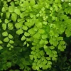 20 Maidenhair Fern Bare Roots Perennial Live Plants for Gardening - Image 1