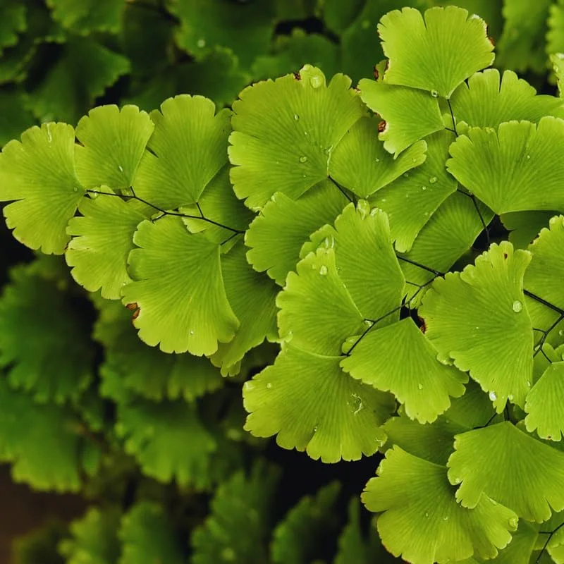 20 Maidenhair Fern Roots - 4-6 Inch Live Fern Plant for Indoor & Outdoor - Image 2