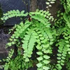 20 Maidenhair Fern Roots - 4-6 Inch Live Fern Plant for Indoor & Outdoor - Image 1
