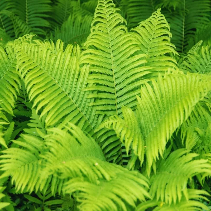 20 Ostrich Fern Rhizomes - Live Bare Roots for Outdoor & Indoor Planting - Image 2