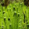 20 Ostrich Fern Rhizomes - Live Bare Roots for Outdoor & Indoor Planting - Image 1