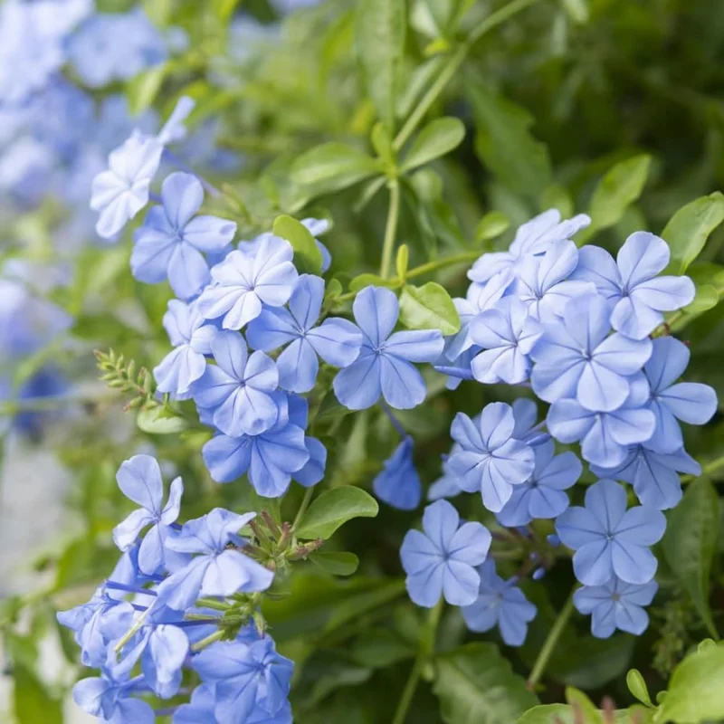 3 Blue Plumbago Live Plants, 4-7 Inches Tall, Tropical Flowering Shrub, Outdoor - Image 2