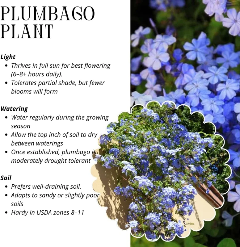 3 Blue Plumbago Live Plants, 4-7 Inches Tall, Tropical Flowering Shrub, Outdoor - Image 3