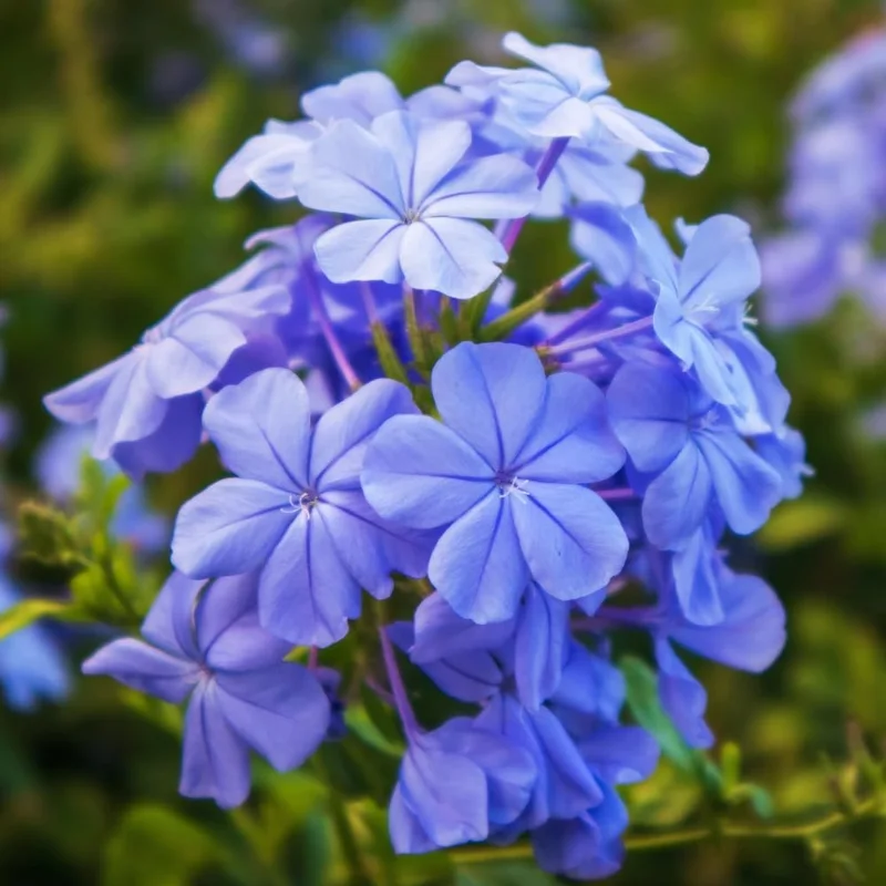 3 Blue Plumbago Live Plants, 4-7 Inches Tall, Tropical Flowering Shrub, Outdoor - Image 6