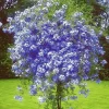 3 Blue Plumbago Live Plants, 4-7 Inches Tall, Tropical Flowering Shrub, Outdoor - Image 1