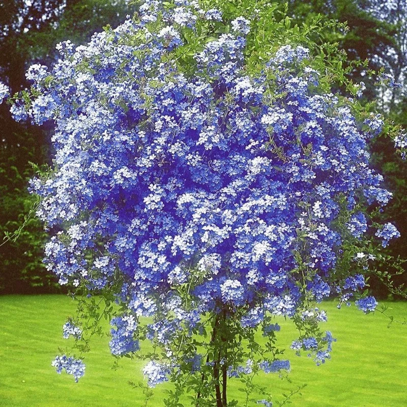 3 Blue Plumbago Live Plants, 4-7 Inches Tall, Tropical Flowering Shrub, Outdoor - Image 1