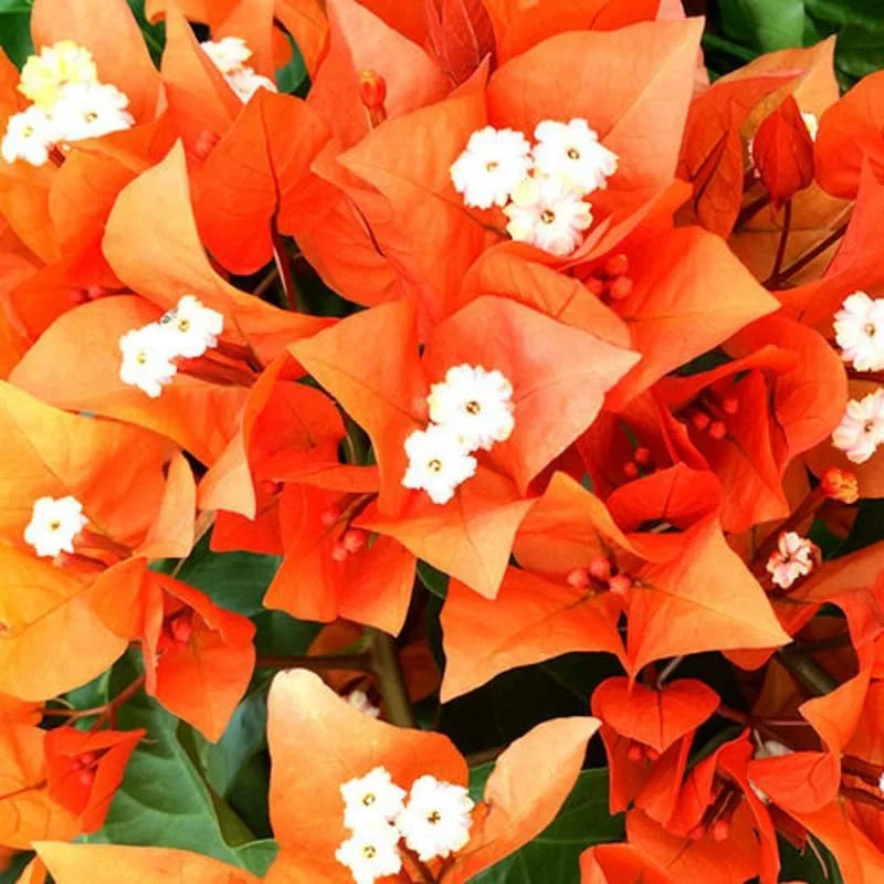 3 Bougainvillea Live Plants – Outdoor Vine, 4-7 Inch Tall, Well-Rooted - Image 10