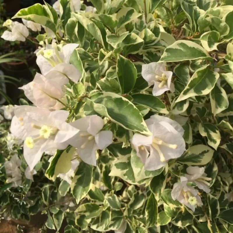 3 Bougainvillea Live Plants – Outdoor Vine, 4-7 Inch Tall, Well-Rooted - Image 11