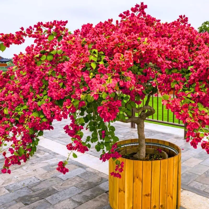 3 Bougainvillea Live Plants – Outdoor Vine, 4-7 Inch Tall, Well-Rooted - Image 2
