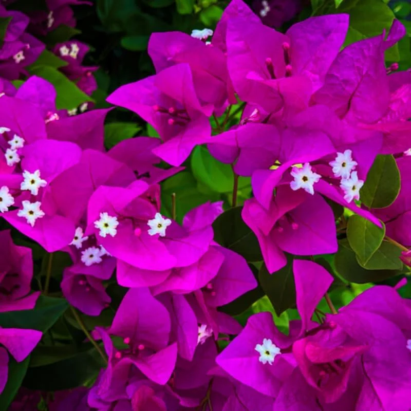 3 Bougainvillea Live Plants – Outdoor Vine, 4-7 Inch Tall, Well-Rooted - Image 3