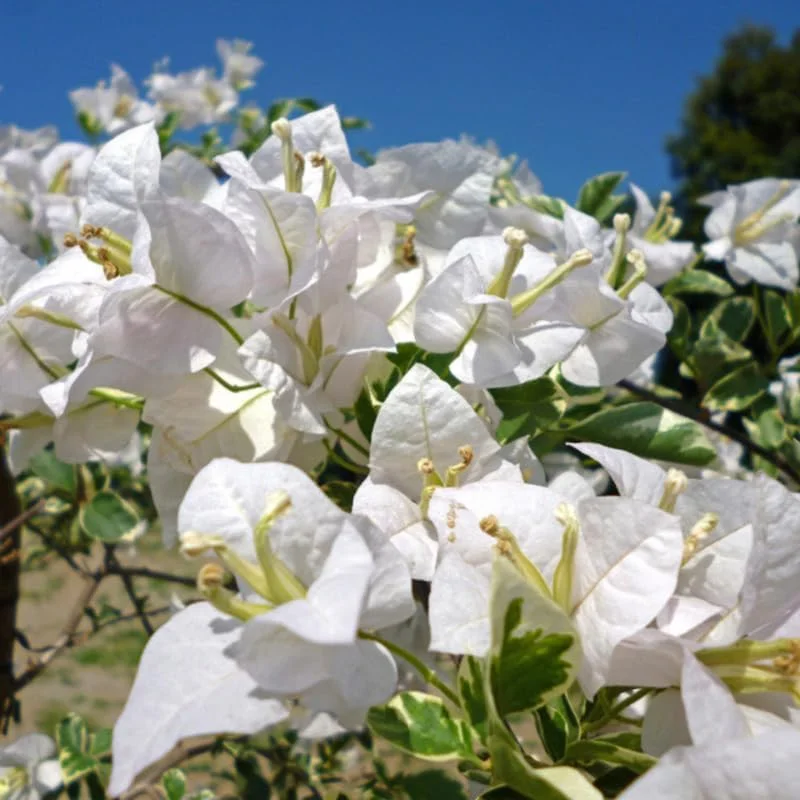 3 Bougainvillea Live Plants – Outdoor Vine, 4-7 Inch Tall, Well-Rooted - Image 4